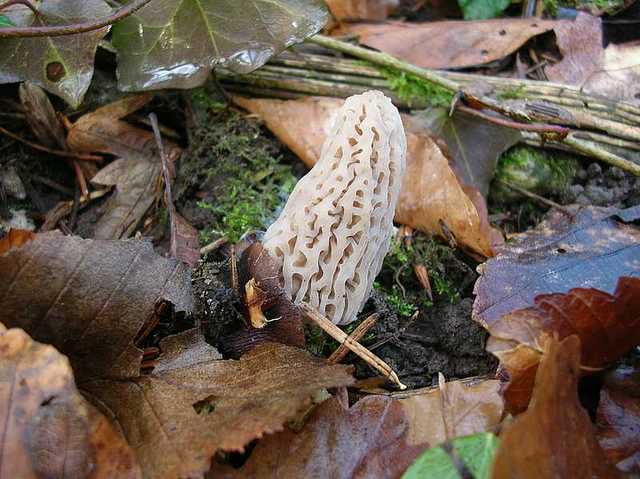 2005 :  Un anno di funghi